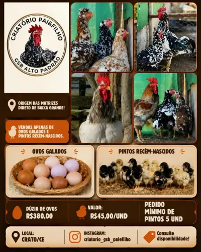 GALINHA BALÃO (GSB)