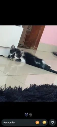 Adoção responsável