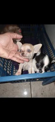 Chihuahua pelo curto belissimo