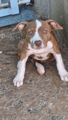 Filhotes de pitbull 