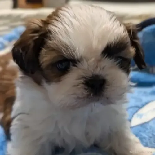 Neném shih tzu/shitzu de linhagem selecionada e temperamento dócil