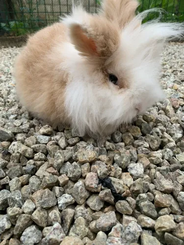Mini coelho