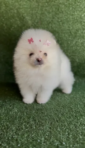 Lulu da Pomerania Femea Branquinha
