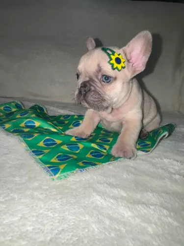 bulldog Francês exóticos