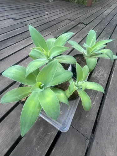 Muda de Agave dragao