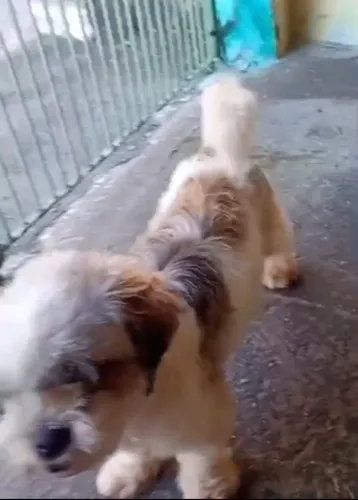 Cachorro shitszu