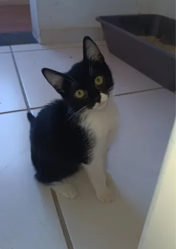 Gatinho filhote pra adoção