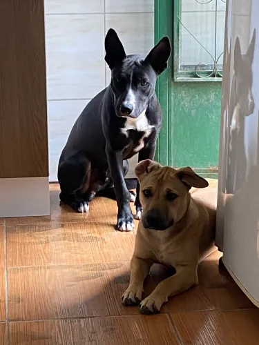 DOAÇÃO URGENTE !!!