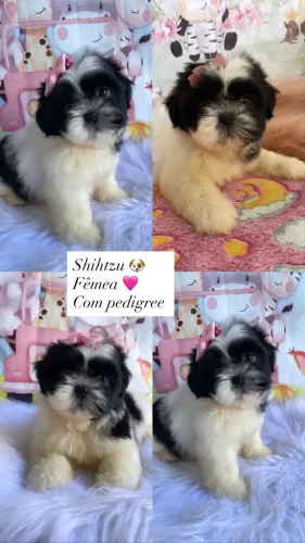 Shihtzul com pedigree