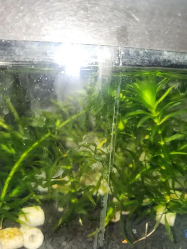 Planta Aquática elodia 5 mudas