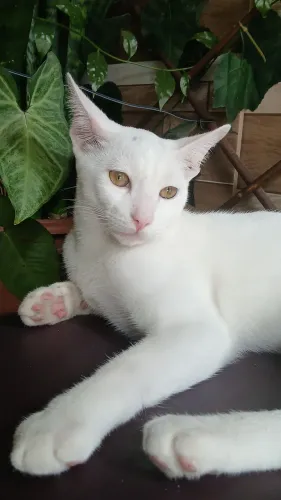 Doação de Gatinhos.