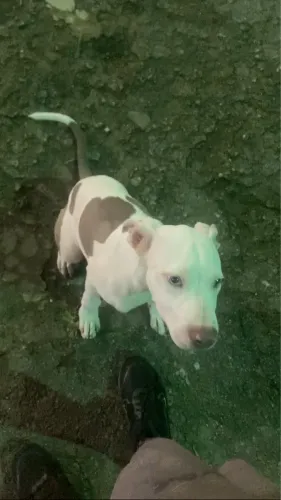 Pitmonster filhote
