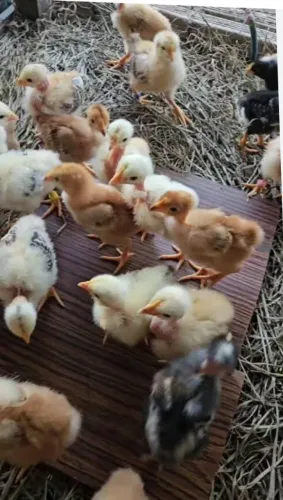 Pintinhos índio gigante com galinha caipira pura da canela amarela
