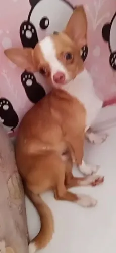 Chihuahua pra cruza 