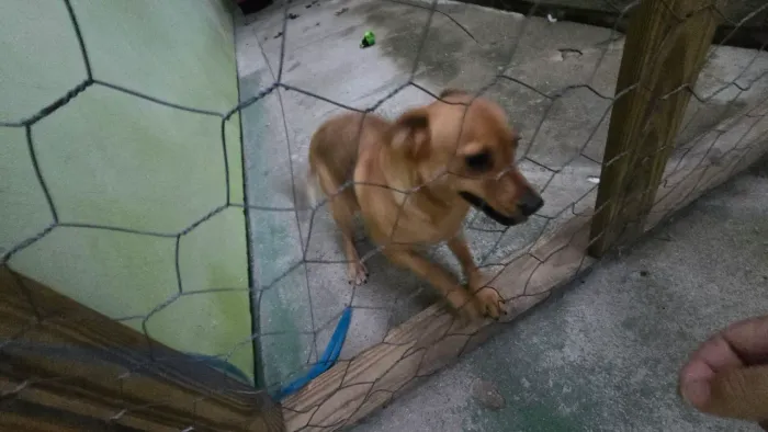Doação de cachorra Doação urgente