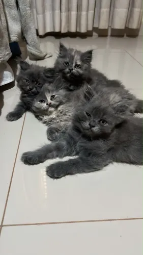 Gato Persa filhote