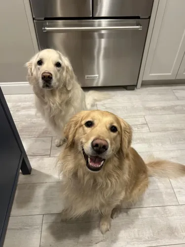 DOAÇÃO DE GOLDEN
