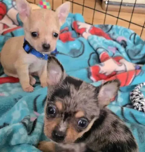 Baby Chihuahua de pelagem densa e temperamento equilibrado