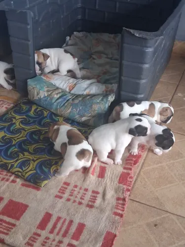Vendo lindos filhotes de Bulldog francês, 3 machos e 3 fêmeas
