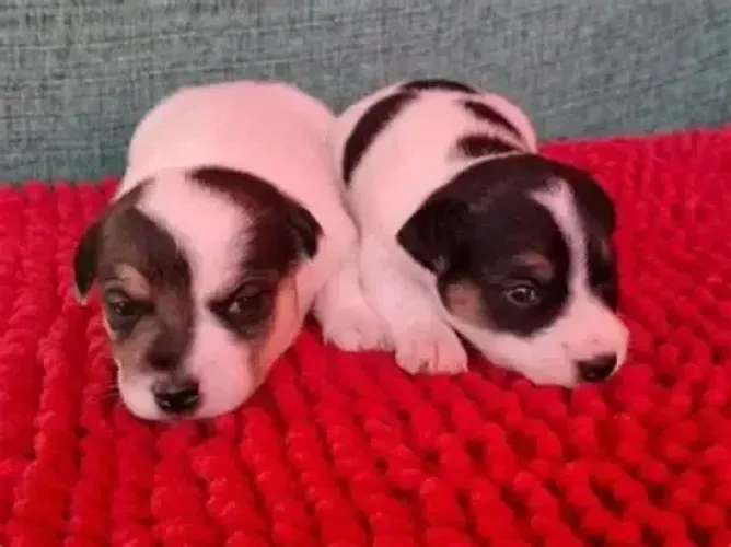 jack russel Respondo pelo 9.9751.6491