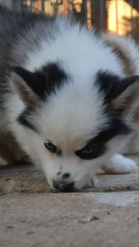 Pomsky 