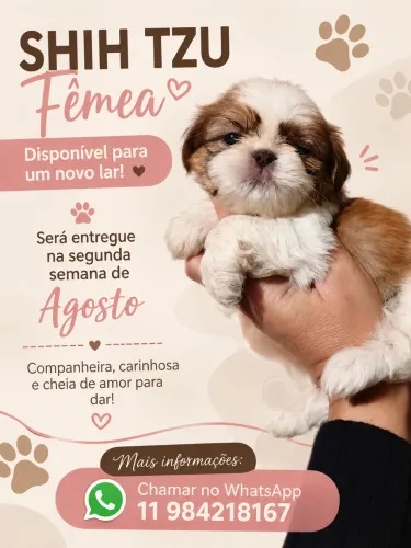 Shih Tzu Fêmea