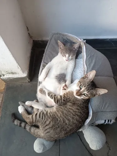 Doação dos gatinhos irmão.