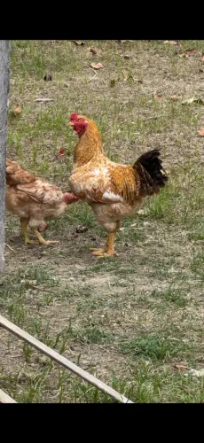 Vendo casal de frango