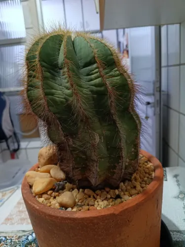 Plantas