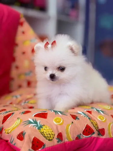Filhote de Lulu da Pomerania