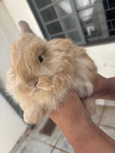 Vende-se mini coelho
