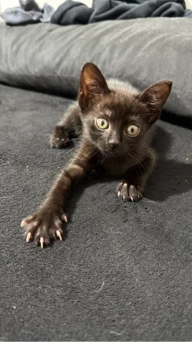 Gatinha preta fêmea