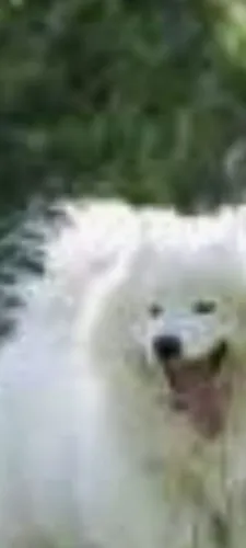 Cachorro SAMOIÊDA 