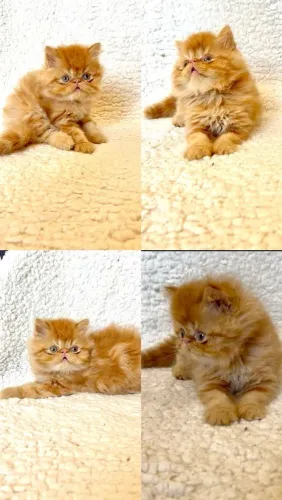 VENDO LINDOS GATINHOS PERSA
