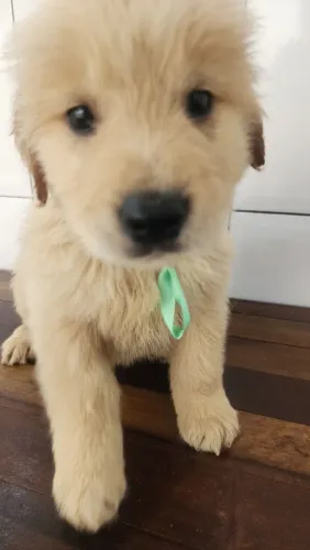 PRONTA ENTREGA FILHOTES GOLDEN RETRIEVER