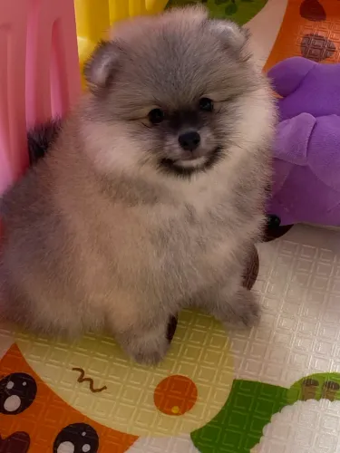 Spitz alemão