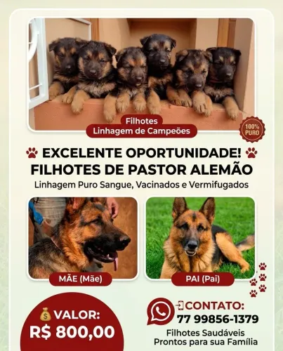 Filhotes de Pastor Alemão