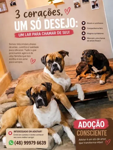 Doação de 3 dog dois box e um vira lata