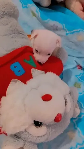 MACHINHO TODO BRANQUINHO MINI CHUHAUHA X PINCHER