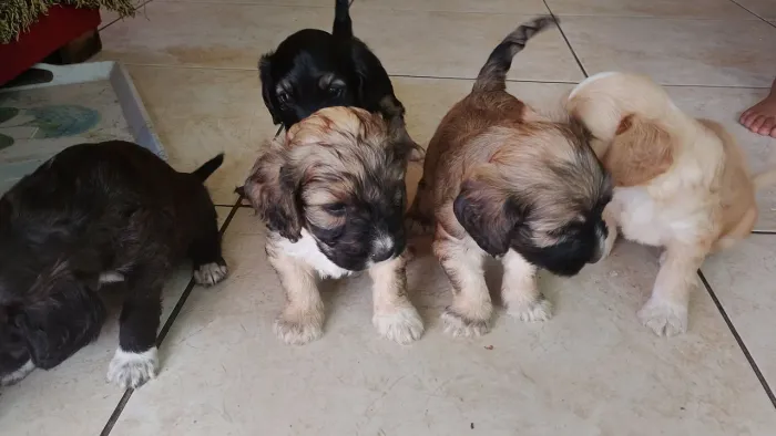 Cachorro filhote pronta entrega