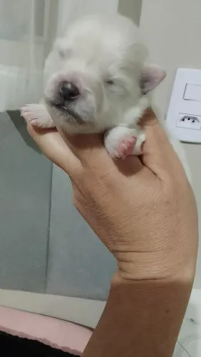 Lulu da Pomerânia filhotes