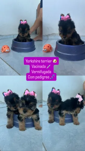 Yorkshire com pedigree 