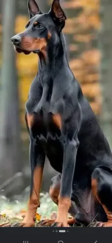Serviços de aluguel de Cães de Guarda!
