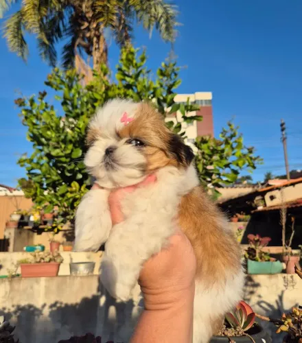  Fêmeas de Shihtzu mini