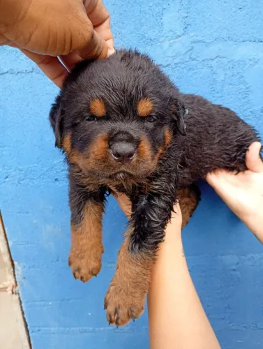 LINDO FILHOTE DE ROTTWEILER - CABEÇA DE TOURO