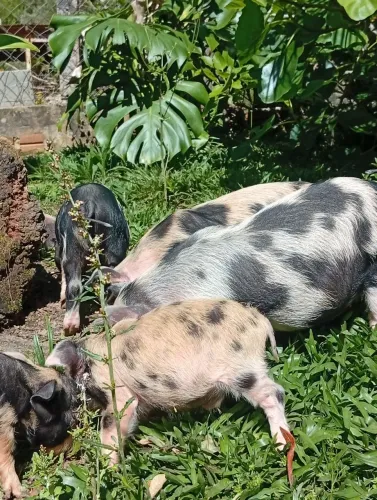 Mini porcos fofinhos