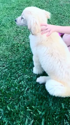 Golden retriever fêmea
