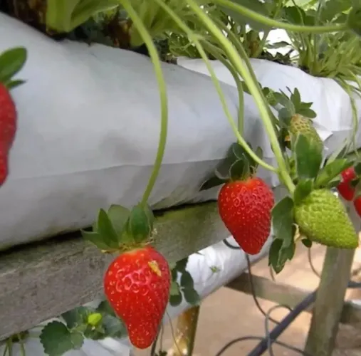 Morango Direto do Produtor