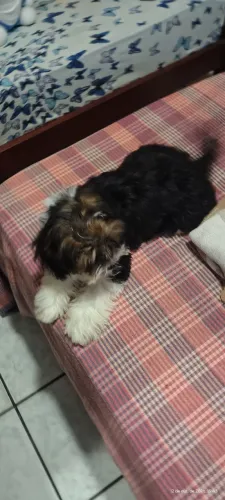 Vendo um Shitzu 