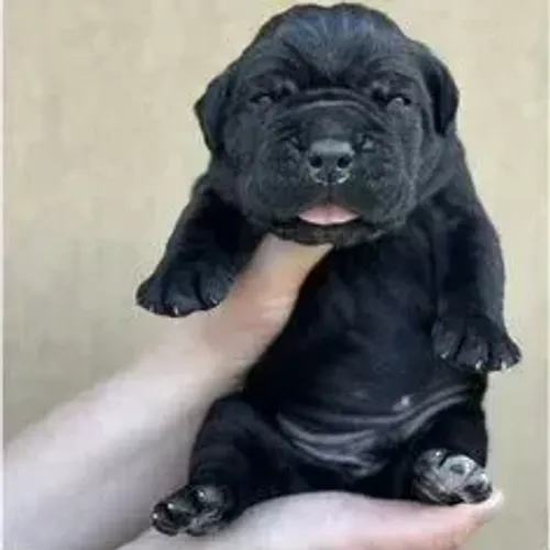 Cane Corso,Cane Corso Filhote Disponível Entrega Facilitada